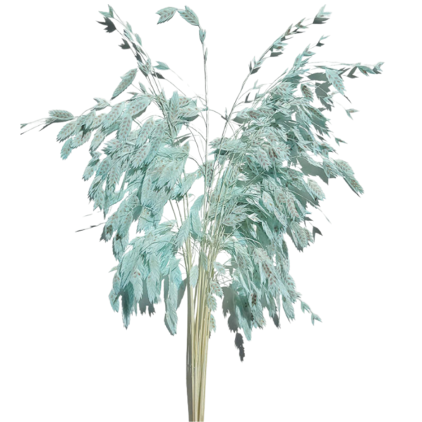 Tiffany Blue Grass | Northen Sea Oat Tiffany Blue Grass | Northen Sea Oat
